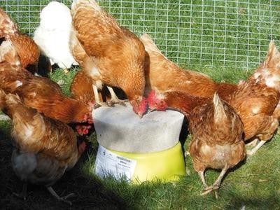 Pickstein mit Hühnern beim picken