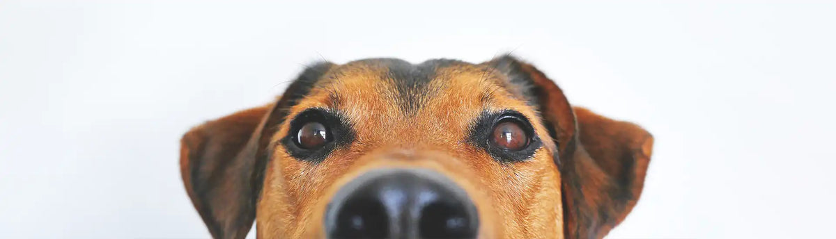 Hundegesicht – Banner zur Kategorie Wunschliste