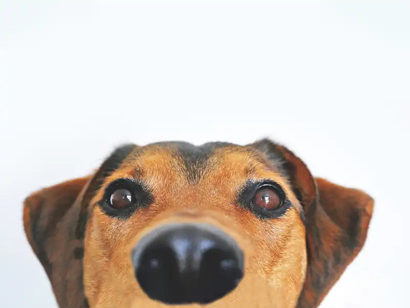 Hundegesicht – Banner zur Kategorie Wunschliste
