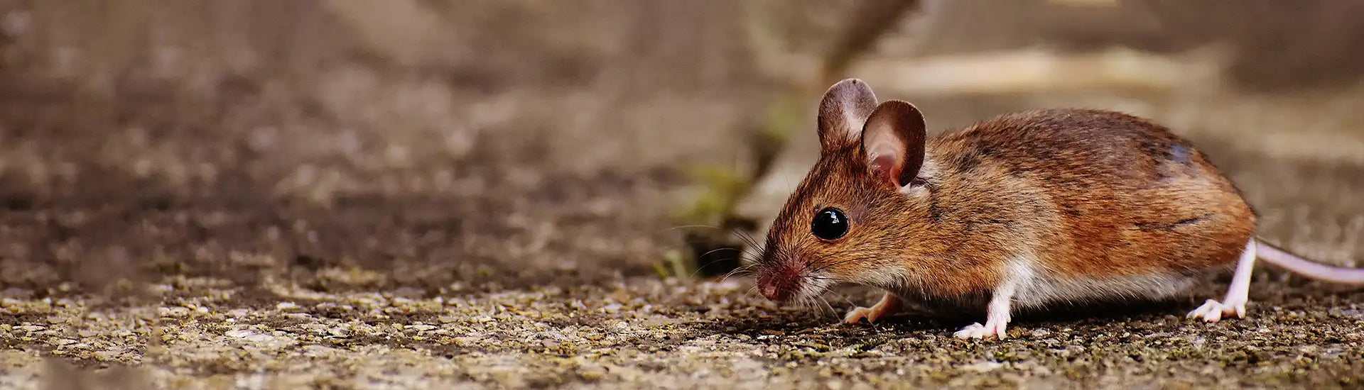 Maus – Banner zur Kategorie Schädlingsbekämpfung