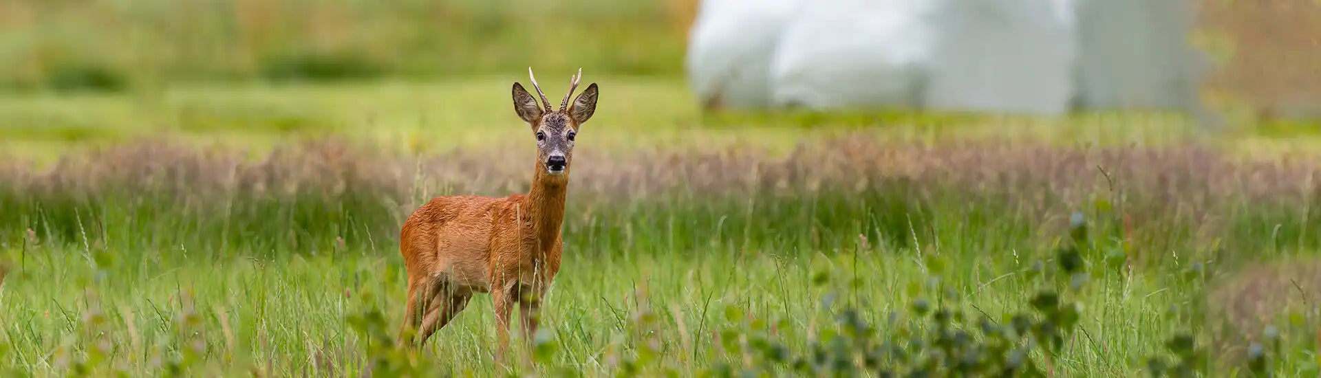 Hirsch auf Weide – Banner zur Kategorie Wild