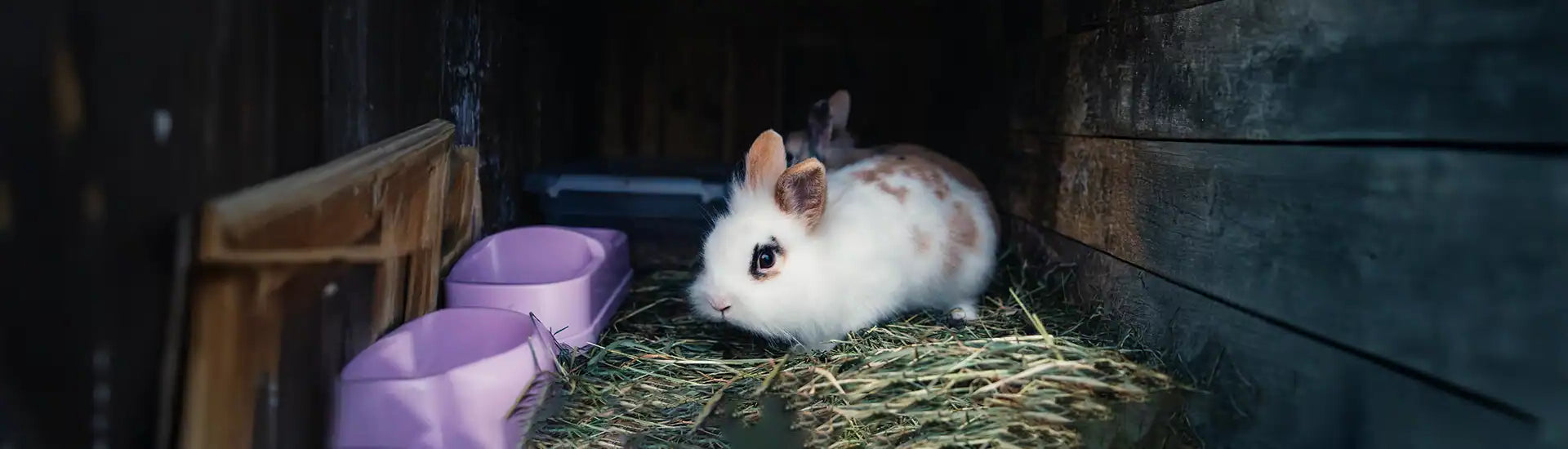 Kaninchen im Stall – Banner zur Kategorie Stallbedarf- und Zubehör für Kaninchen und Nager