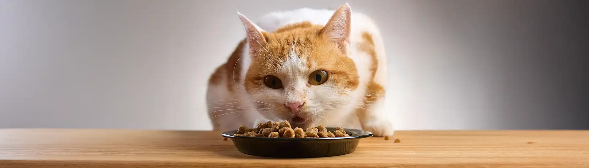 Katze mit Fressnapf – Banner zur Kategorie Katzenfutter