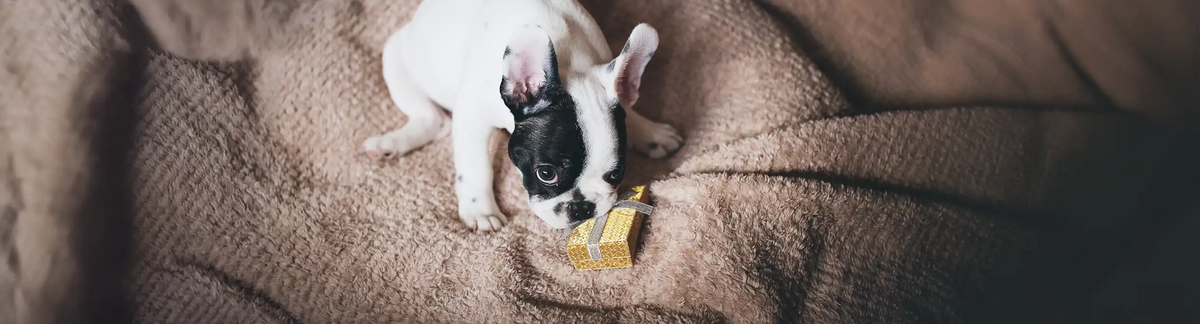Hund knabbert an Geschenk – Banner zur Kategorie Wunschliste