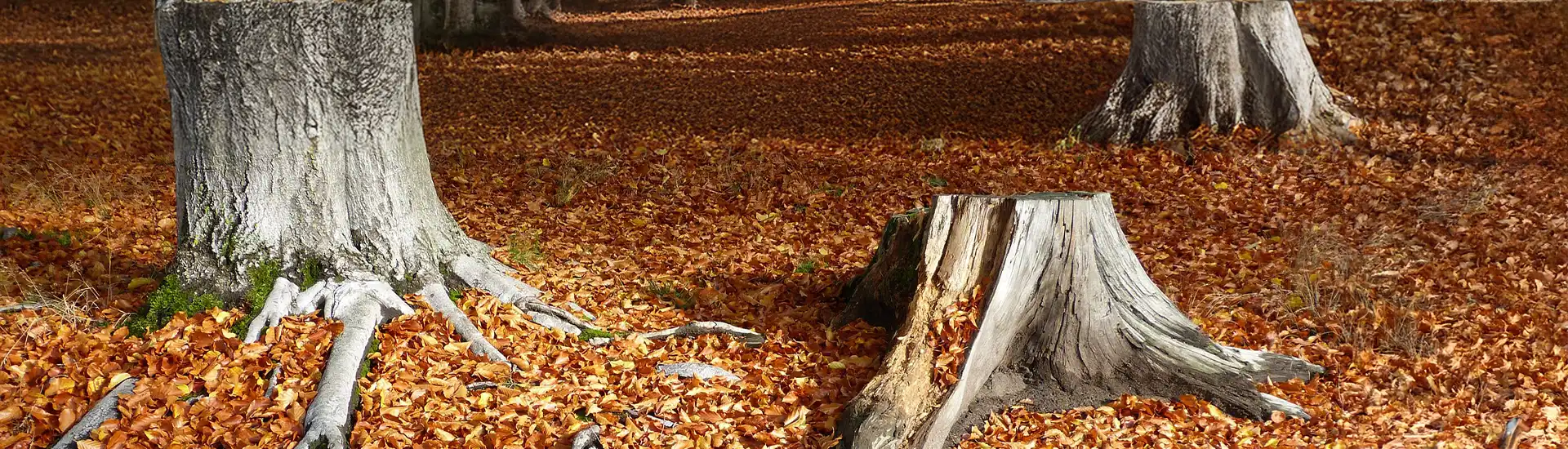 Baumstümpfe im Wald – Banner zur Kategorie Wurzelfräsen