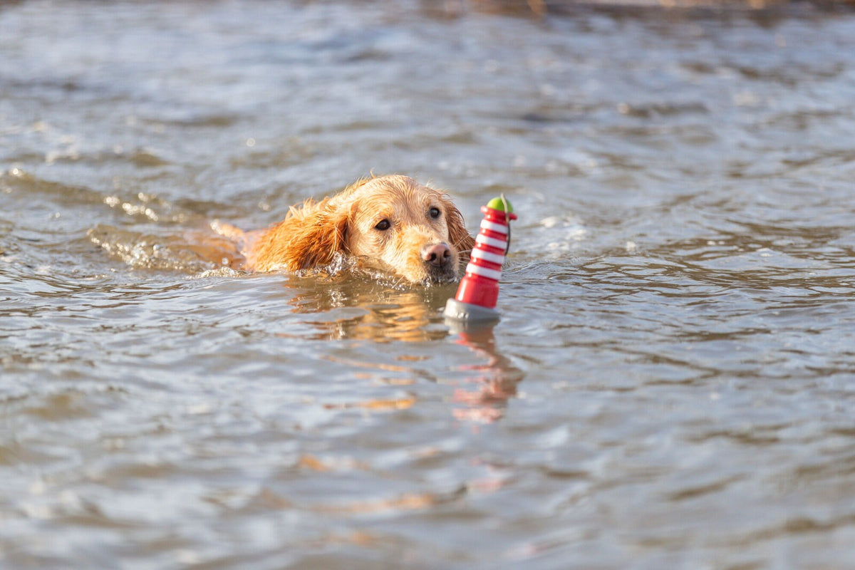 Hund schwimmt mit Aqua Toy Leuchtturm im See