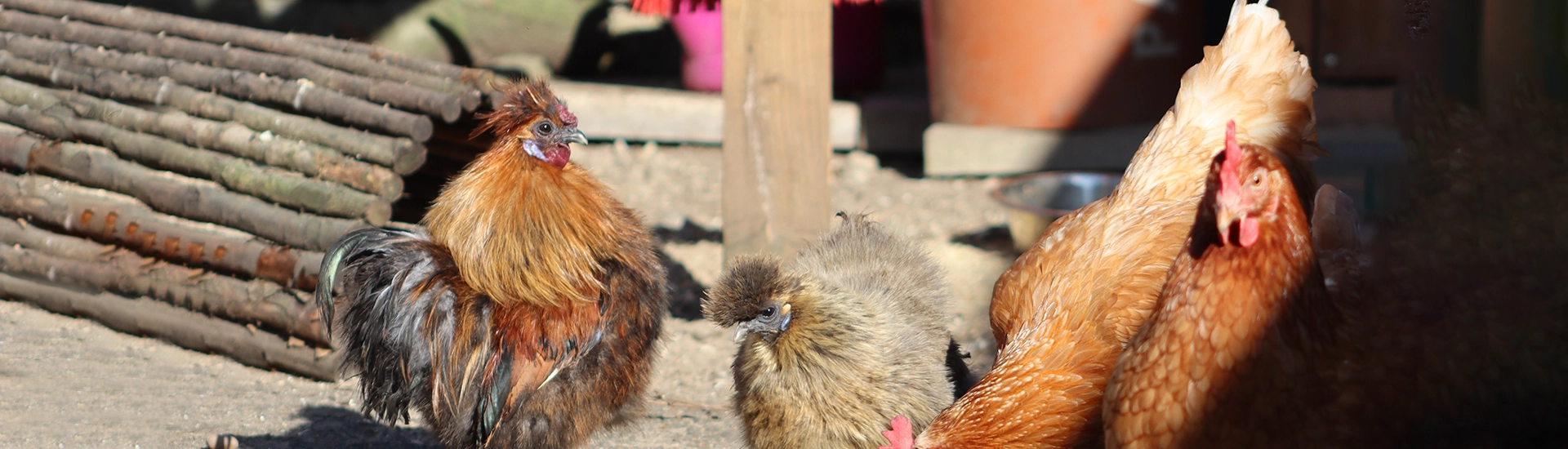 Hühner im Stall – Banner zur Kategorie Huhn und Geflügel