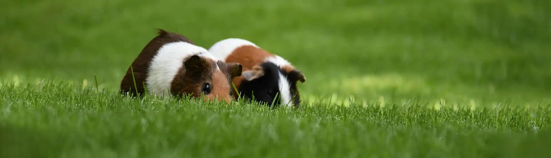 Meerschweinchen auf einer Wiese– Banner zur Kategorie Kaninchen und Nager