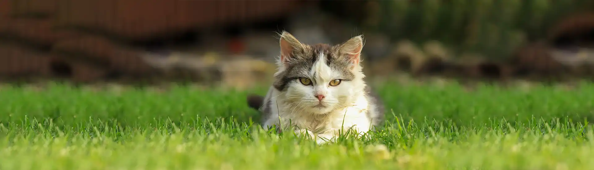 Katze auf Wiese – Banner zur Kategorie Katze