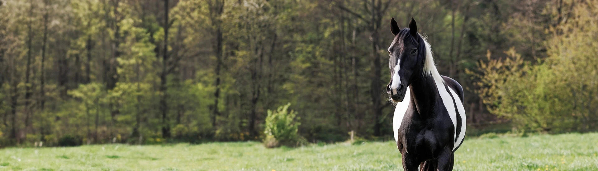 Pferd steht auf Weide – Banner zur Kategorie Pferd
