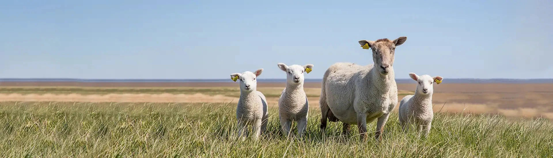 Schafe auf Weide – Banner zur Kategorie Schaf und Ziege