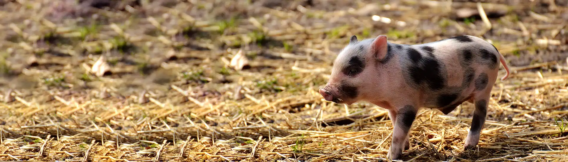 Ferkel – Banner zur Kategorie Schwein und Rind
