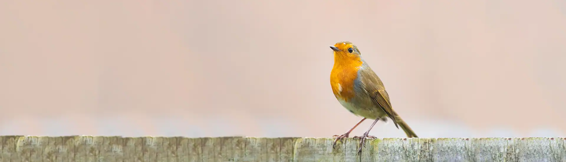 Rotkehlchen – Banner zur Kategorie Tauben und Vögel