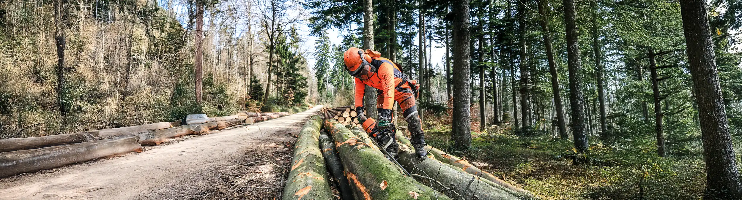 Baumfäller bei der Arbeit - Kategoriebild Bodenfällung