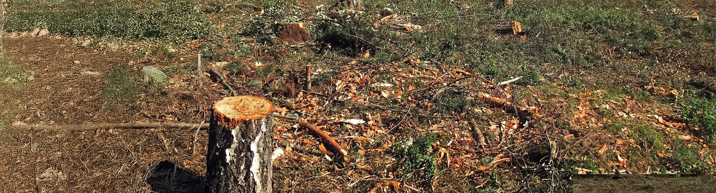 Abgeholztes Waldstück - Kategoriebild Forstmulchen und Wurzelfräsen