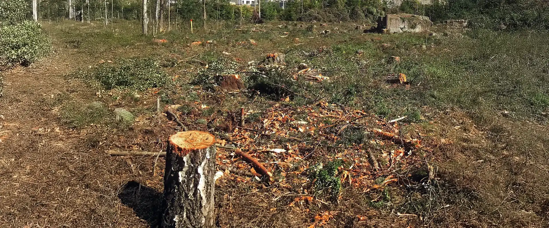 Abgeholztes Waldstück - Kategoriebild Forstmulchen und Wurzelfräsen