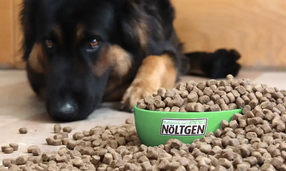 Hund mit Futternapf  – Banner zur Kategorie Hundefutter