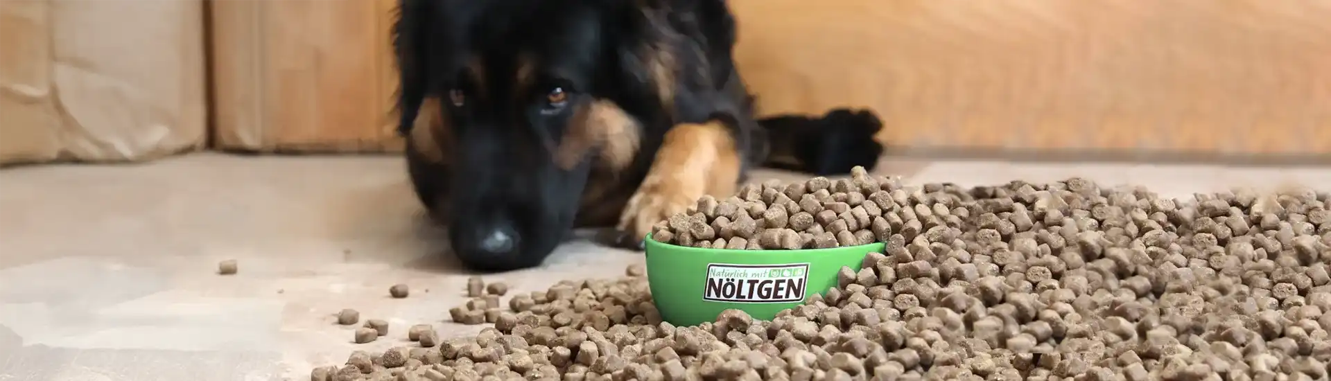 Hund mit Futternapf  – Banner zur Kategorie Hundefutter