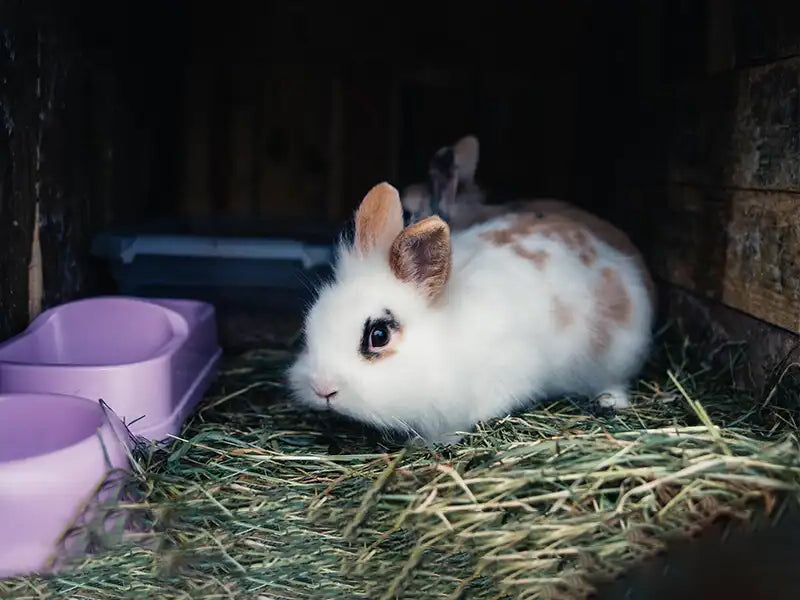 Kaninchen im Stall – Banner zur Kategorie Stallbedarf- und Zubehör für Kaninchen  und Nager