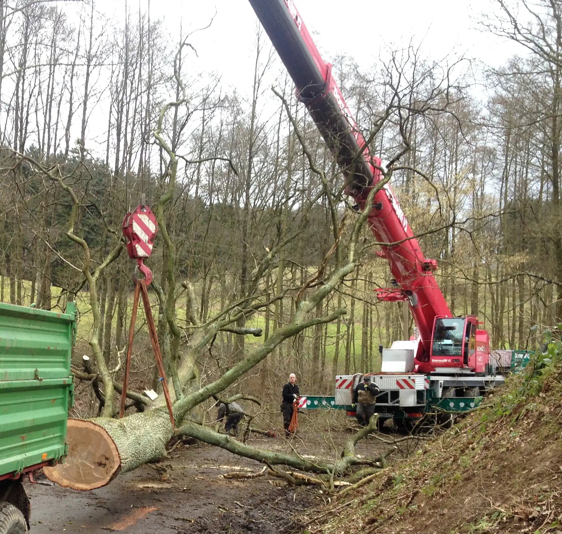 Kranfällung in Waldstück – Referenzbild in der Kategorie Kranfällung
