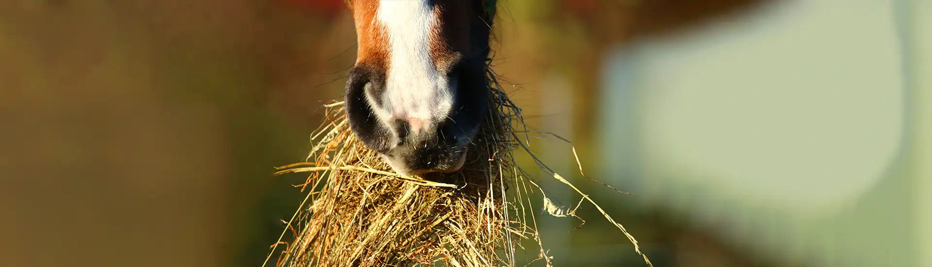 Pferd frisst Heu  – Banner zur Kategorie Pferdefutter