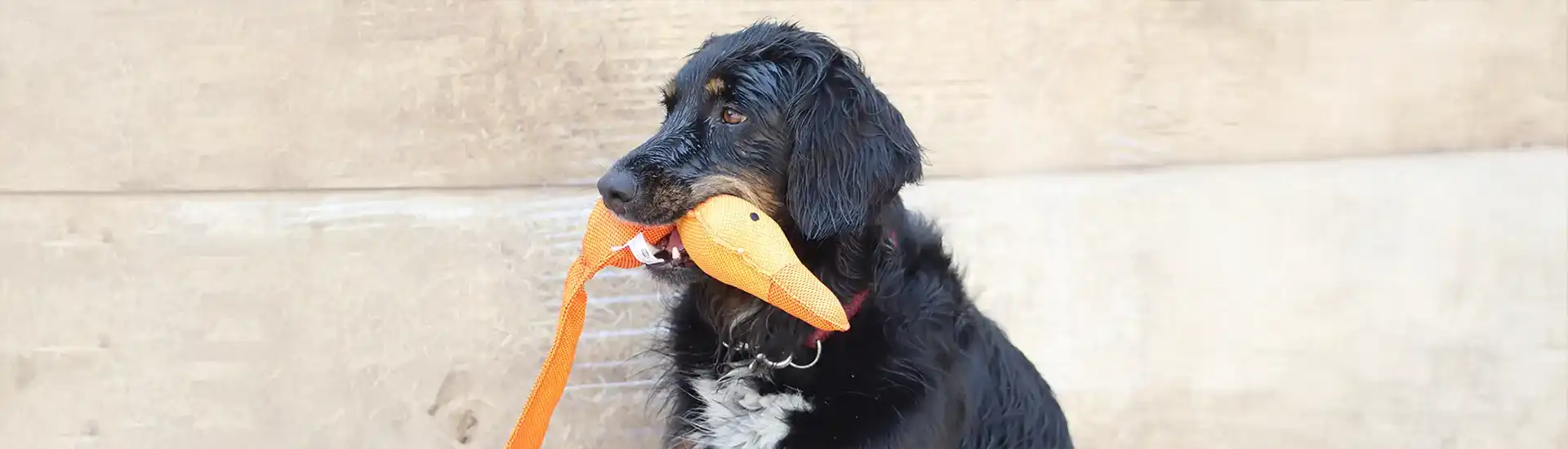 Hund mit Spielzeug – Banner zur Kategorie Pflegeprodukte und Zubehör für Hunde