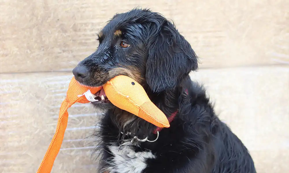 Hund mit Spielzeug – Banner zur Kategorie Pflegeprodukte und Zubehör für Hunde