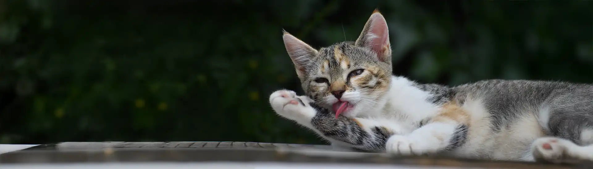 Katze – Banner in der Kategorie Pflegeprodukte und Zubehör für Katzen