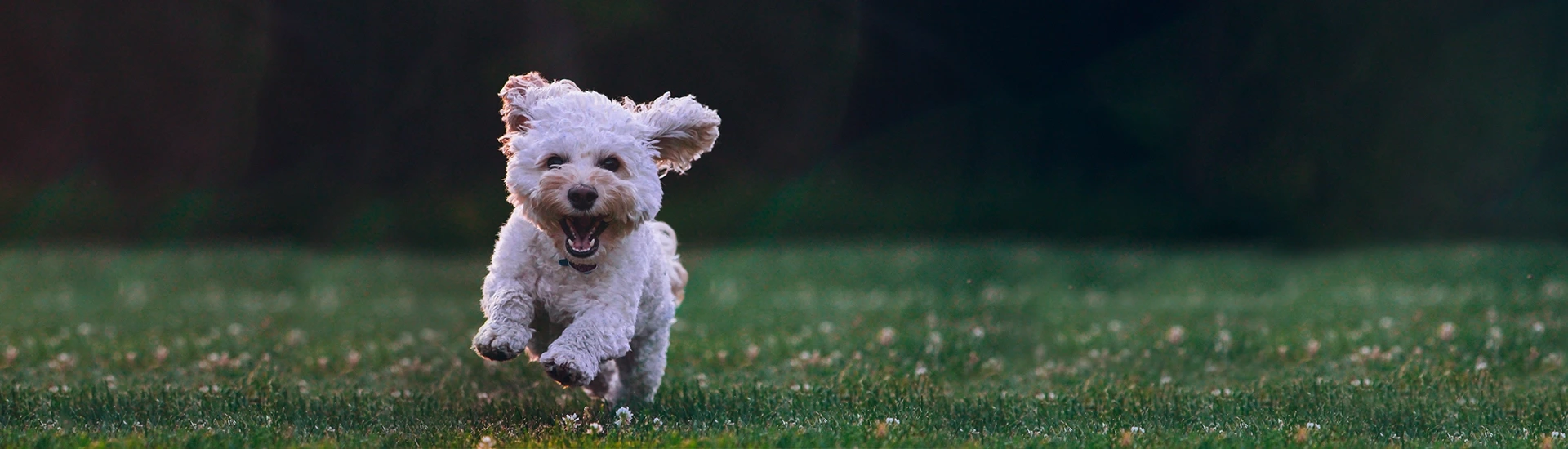 Glücklicher Hund – Banner zur Kategorie Hund