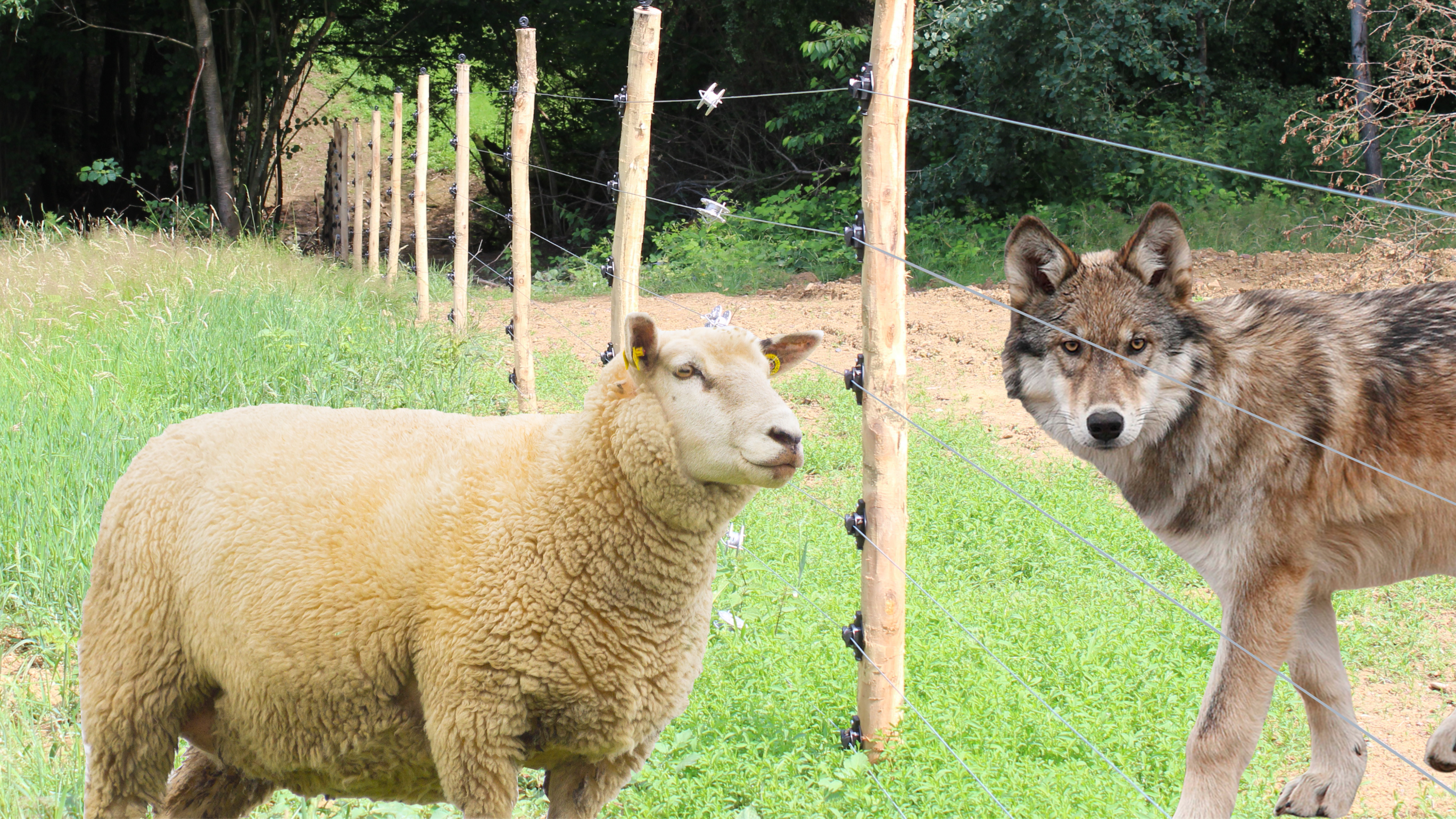 Ein Wolf steht links hinter einem Herdenschutzzaun aus Robinienpfählen und Litzen, gegenüber ein Schaf auf der Weide; im Hintergrund ein Wald mit Zaun-Durchlass.