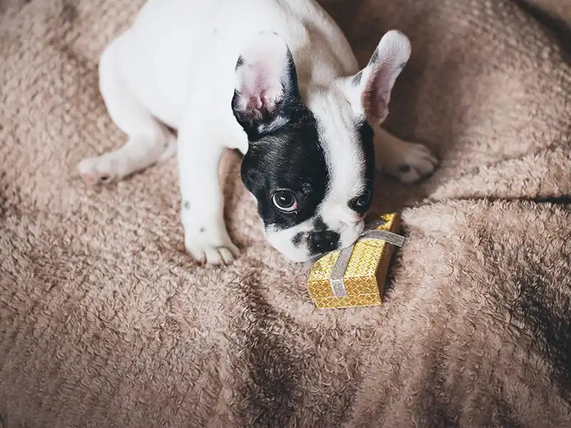 Hund knabbert an Geschenk – Banner zur Kategorie Wunschliste