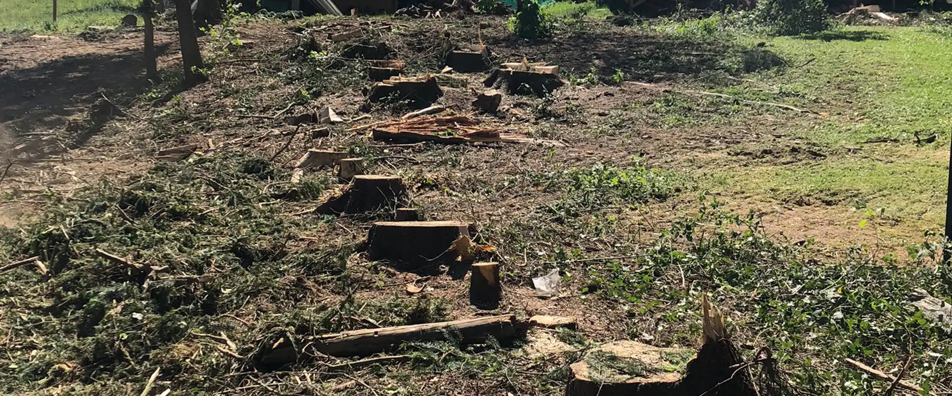 Baumstümpfe auf Wiese – Referenzbild "vorher" in der Kategorie Wurzelfräsen