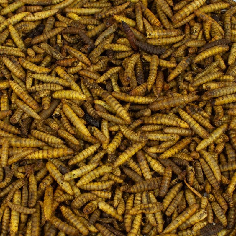 Soldatenfliegenlarven getrocknet 5kg