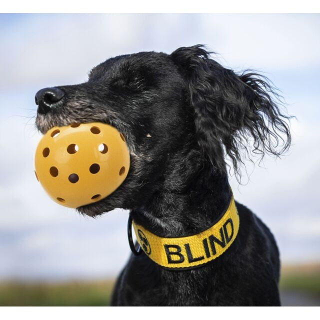 Blinder Hund hält Lochball für blinde und sehbehinderte Hunde Ø 7 cm, gelb, im Maul