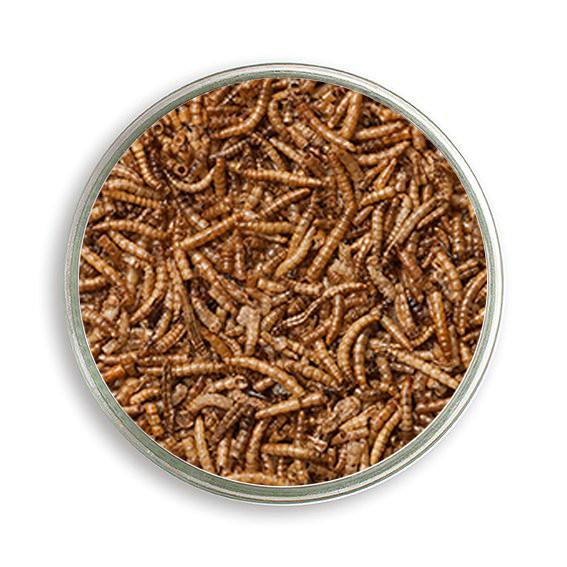 Getrocknete Mehlwürmer - hochwertige Eiweißquelle